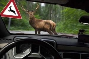 Hirsch steht im Wald vor fahrendem Auto